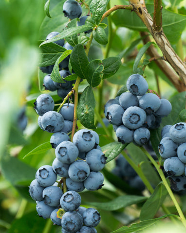 Blueberry