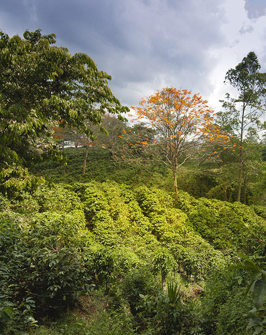 Costa Rican Terrazu